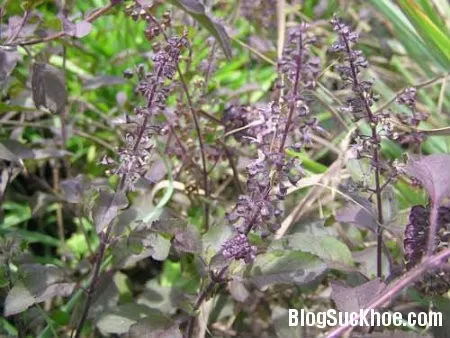 Bài thuốc chữa bệnh bí tiểu
