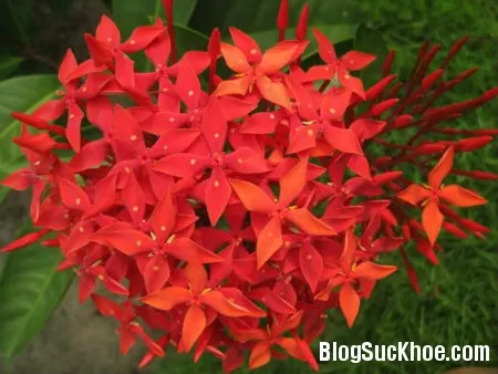 Những bài thuốc hay chữa bệnh từ mẫu đơn