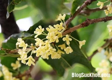 Bài thuốc chữa táo bón từ y học cổ truyền