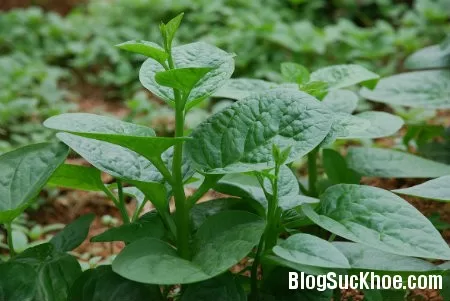 Rau mồng tơi, ăn ngon chữa bệnh tốt