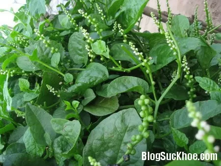 Chữa bệnh với rau mồng tơi