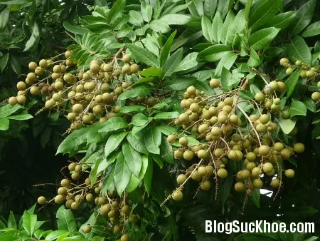 Bài thuốc chữa bệnh thận từ lá nhãn