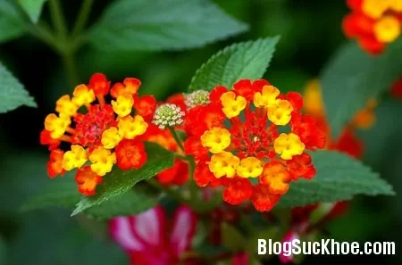 Bài thuốc chữa viêm đại tràng