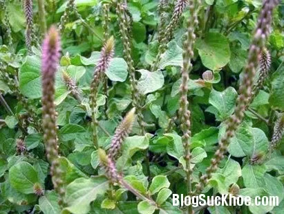 Bài thuốc chữa rong kinh, đau xương khớp từ ngưu tất
