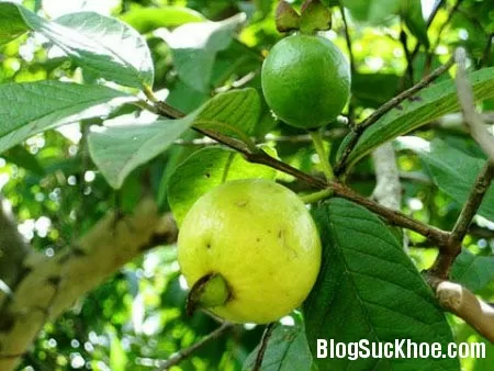 Bài thuốc từ ổi chữa tiêu chảy, kiết lỵ