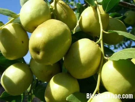 Bài thuốc hay từ táo ta