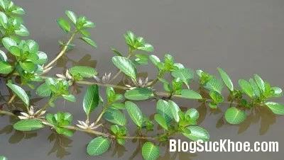 Bài thuốc trị tiểu ra máu
