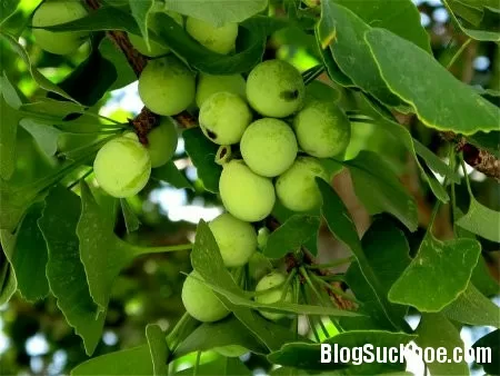 Trị bệnh phụ nữ bằng bạch quả