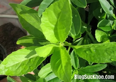 Chữa bệnh với cây bầu đất