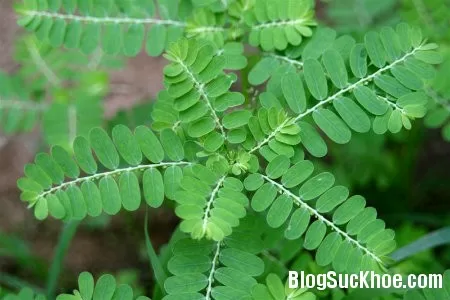 Bài thuốc chữa bệnh xơ gan