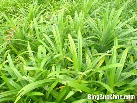 Công dụng của cây lá dứa
