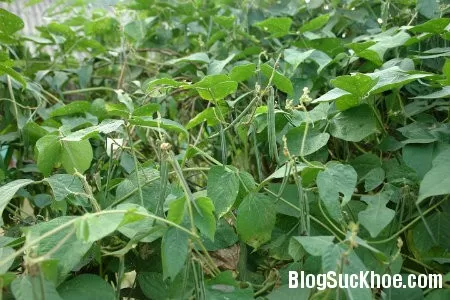 Công dụng của lá giang