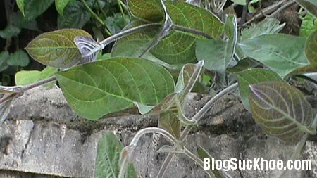 Chữa ghẻ phỏng, mụn nước bằng lá mơ