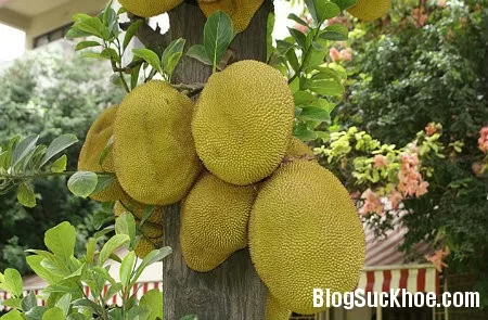 Một số bài thuốc hay từ mít