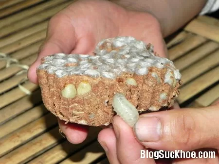 Những bài thuốc từ các loài nhộng