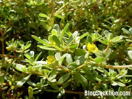 Bài thuốc tẩy giun cho trẻ nhỏ