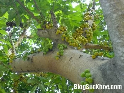 Bài thuốc chữa bệnh từ cây sung