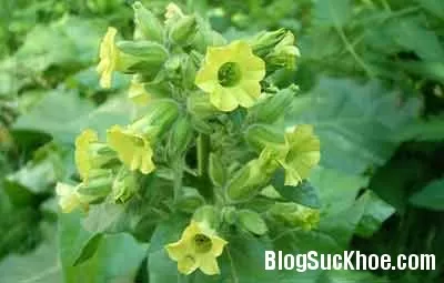 Bài thuốc hay từ cây thuốc lào