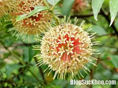 Bài thuốc chữa thiểu năng tuần hoàn não