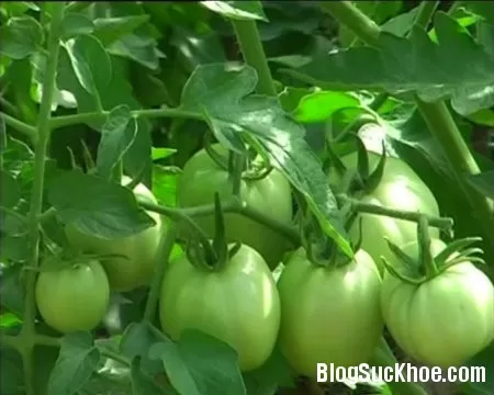 Những loại thực phẩm cực độc khi ăn không đúng cách
