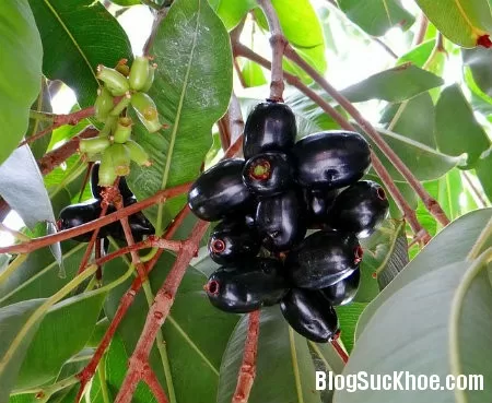 Vị thuốc chữa bệnh từ quả trâm mốc
