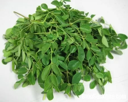 Tác dụng của cây chùm ngây với sức khỏe