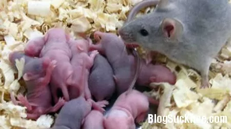 Tìm hiểu về bệnh dịch hạch