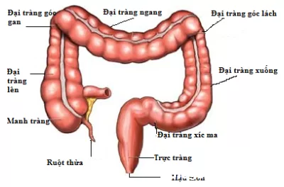 5 chức năng cơ bản của đại tràng