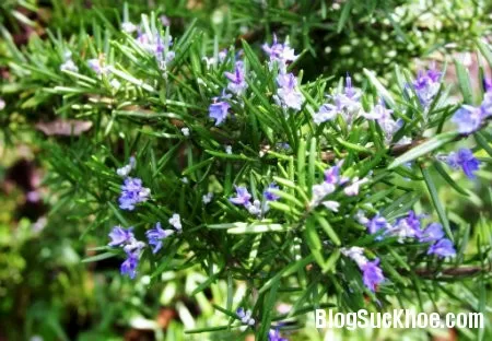 Những loại cây đuổi muỗi dễ trồng
