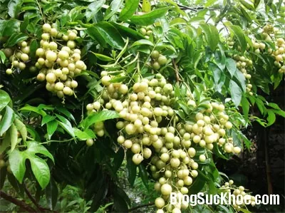 Tác dụng ít biết từ cây mắc mật