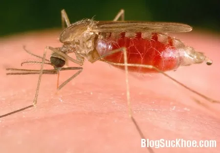 Mối nguy hiểm từ sốt xuất huyết