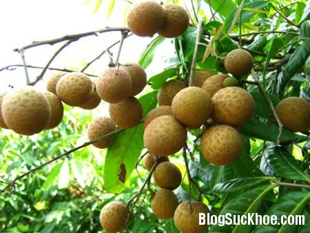 Sáng da, giảm nếp nhăn nhờ ăn nhãn