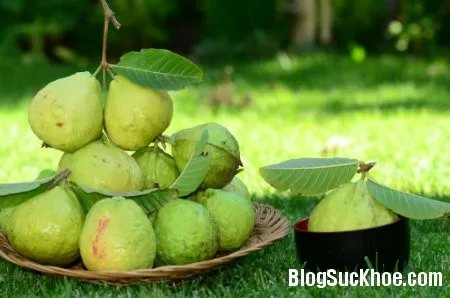 Khám phá công dụng của quả ổi