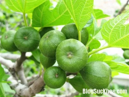 Bài thuốc chữa bệnh từ cây vả