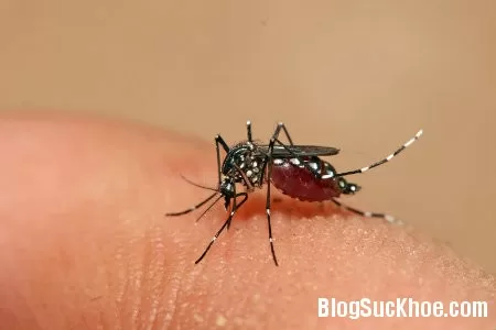 Dấu hiệu và cách điều trị sốt xuất huyết