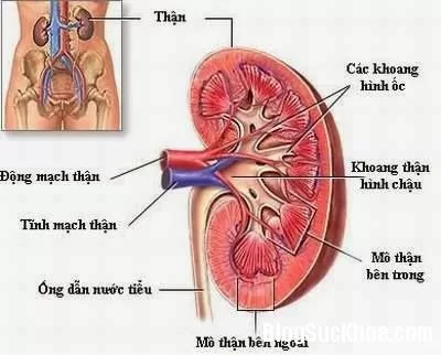 Nguyên nhân và triệu chứng bệnh viêm cầu thận mạn tính