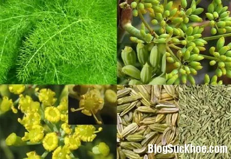 Bài thuốc điều trị nguyên nhân khó thụ thai