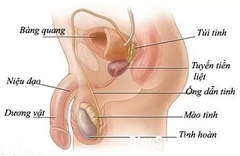Nguyên nhân gây viêm mào tinh hoàn