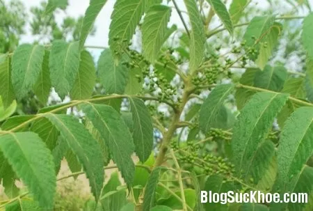Bài thuốc chữa bệnh từ cây sầu đâu cứt chuột