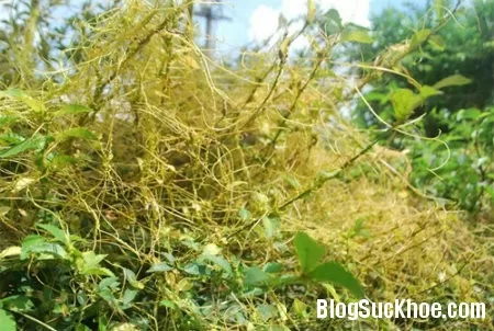 Bài thuốc từ dây tơ hồng vàng