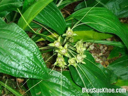 Bài thuốc từ củ điền thất