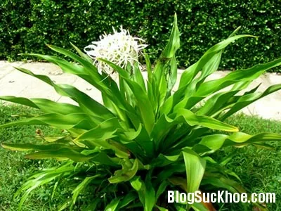 Bài thuốc, món ăn hỗ trợ khi bị bong gân