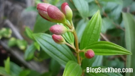Bài thuốc trị rối loạn tiêu hóa do lạnh