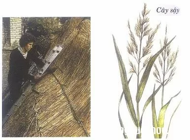 Lô căn thanh nhiệt, chữa viêm quanh răng