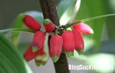 Thục hoàng chữa yếu sinh lý, thiếu máu
