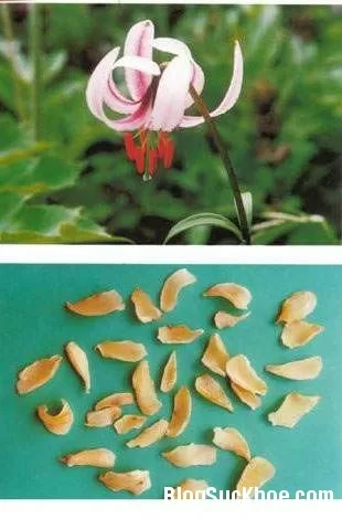 Chữa ho lâu ngày bằng tỏi rừng