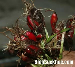 Củ sâm đại hành chữa ho, viêm họng: tác dụng thật, ai không nên dùng và khi nào cần đi khám