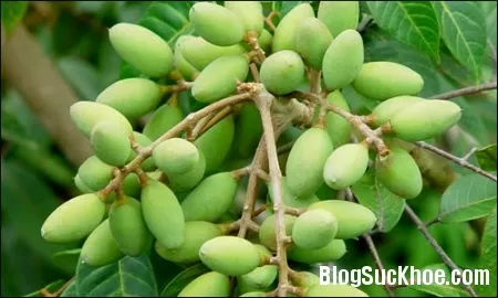 Trám trắng chữa cảm nắng, viêm họng