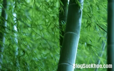 Bài thuốc hay từ cây tre, trúc