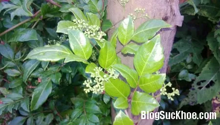 Chè dây chữa viêm loét dạ dày tá tràng